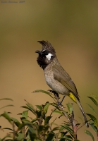 _MG_3893-Himalayan-Bulbul.jpg