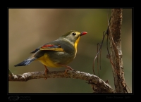 _MG_4049-Red-Billed-Leiothrix.jpg