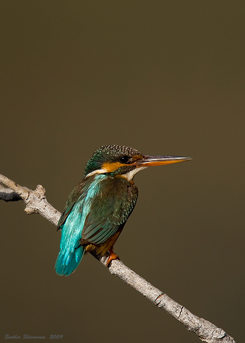 _MG_4163-Common-Kingfisher.jpg