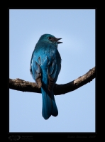 _MG_4362-Verditer-Flycatcher.jpg