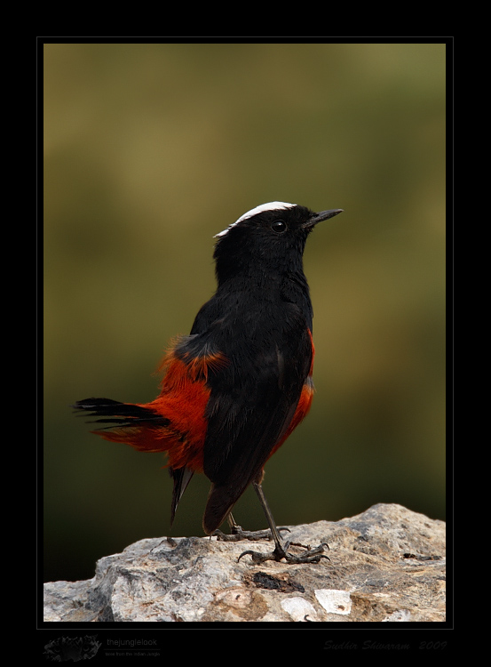 _MG_4678-White-Capped-Redstart.jpg