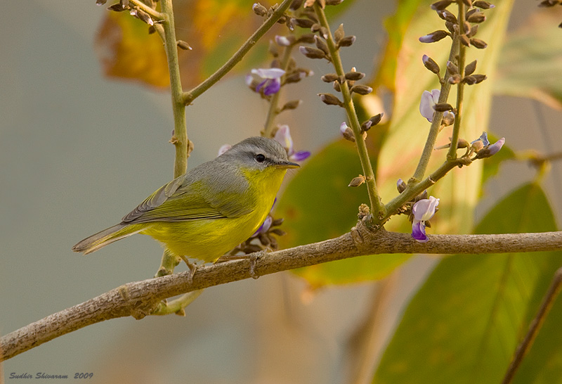 _MG_4812-Grey-Hooded-Warbler.jpg