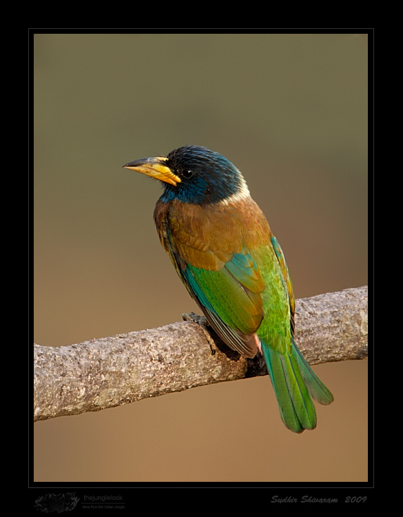 _MG_4854-Great-Barbet.jpg