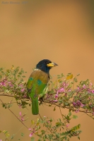 _MG_4898-Great-Barbet.jpg