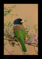 _MG_4905-Great-Barbet.jpg