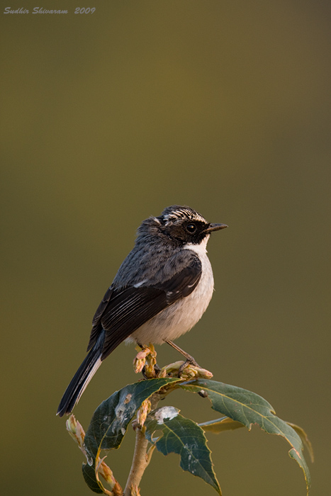 _MG_4961-Grey-Bushchat.jpg