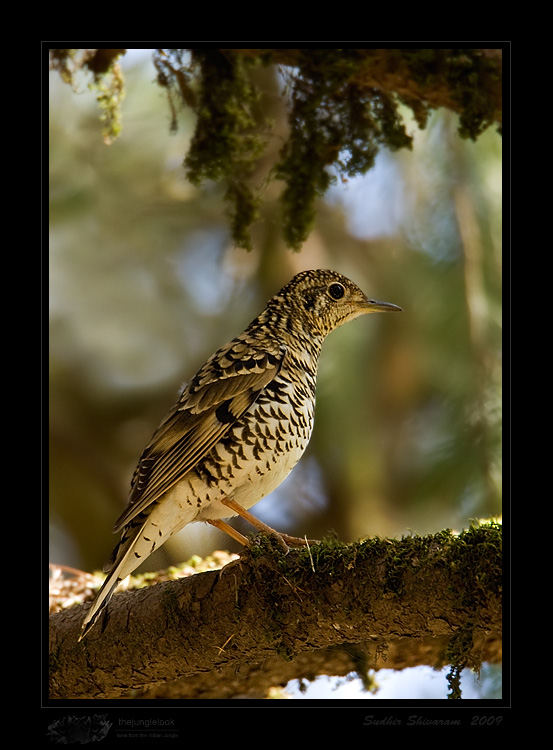 _MG_5315-Scaly-Thrush.jpg