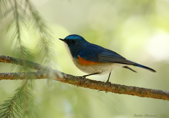 _MG_5351-Orange-Flanked-Bush-Robin.jpg