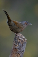 _MG_5788-Streaked-Laughing-Thrush.jpg