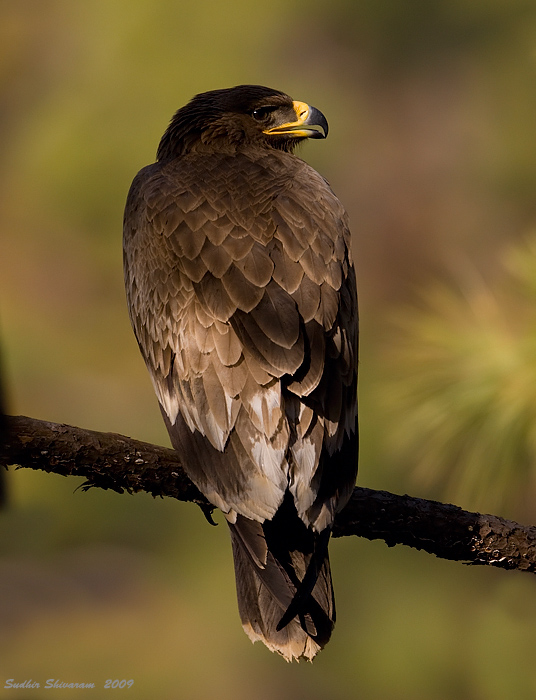 _MG_5895-Steppe-Eagle.jpg