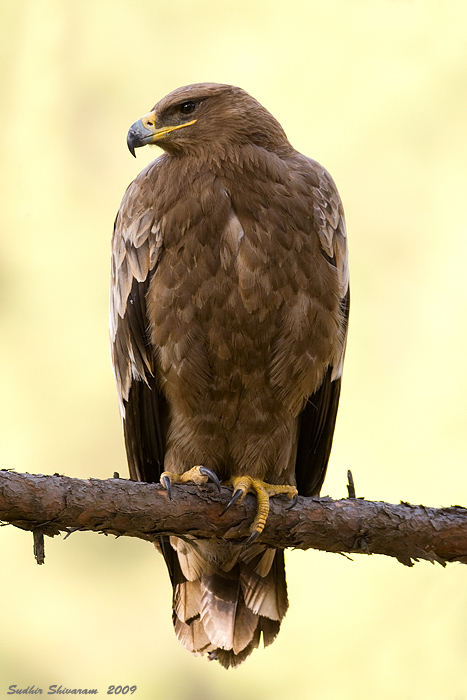 _MG_5901-Steppe-Eagle.jpg