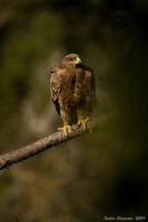 _MG_5968-Steppe-Eagle.jpg