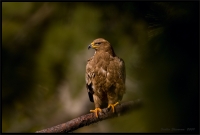 _MG_5974-Steppe-Eagle.jpg