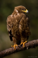 _MG_6030-Steppe-Eagle.jpg