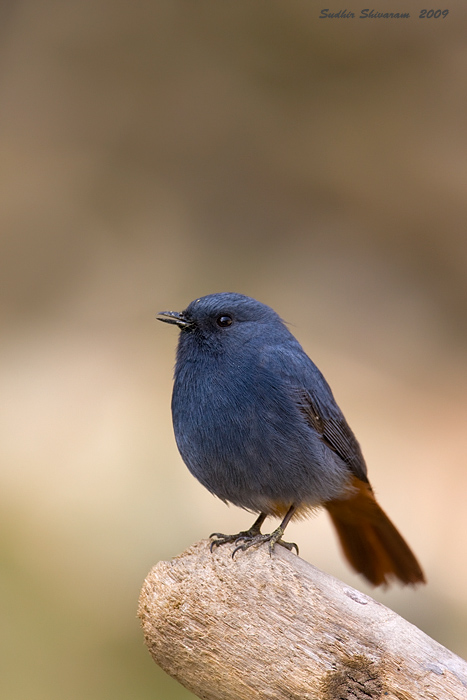 _MG_6231-Plumbeous-Water-Redstart.jpg