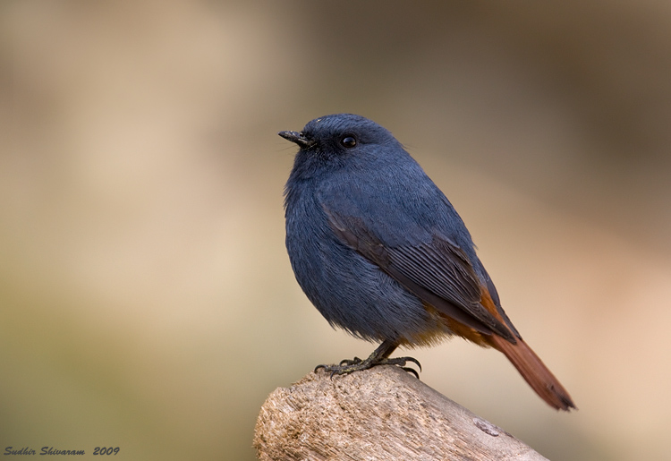 _MG_6240-Plumbeous-Water-Redstart.jpg