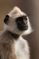 _MG_0149-Langur.jpg