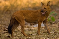 _MG_9500-Dhole.jpg