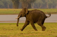 _MG_1163-Elephant.jpg