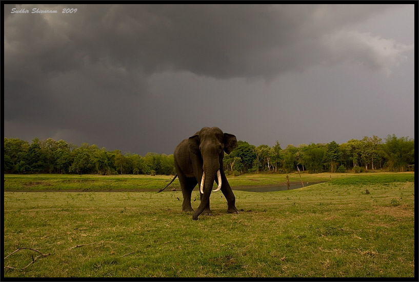 _MG_1233-Elephant.jpg