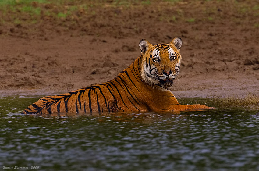 _MG_1570-Tiger.jpg