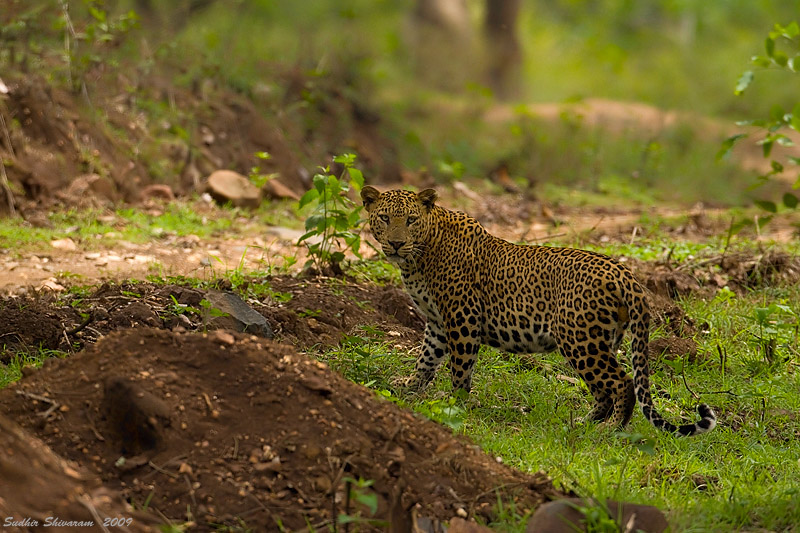 _MG_1774-Leopard.jpg