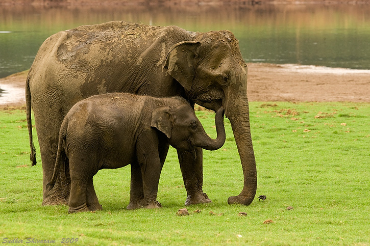 _MG_2177-Elephant-Calf.jpg