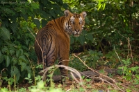 _MG_2274-Tiger.jpg