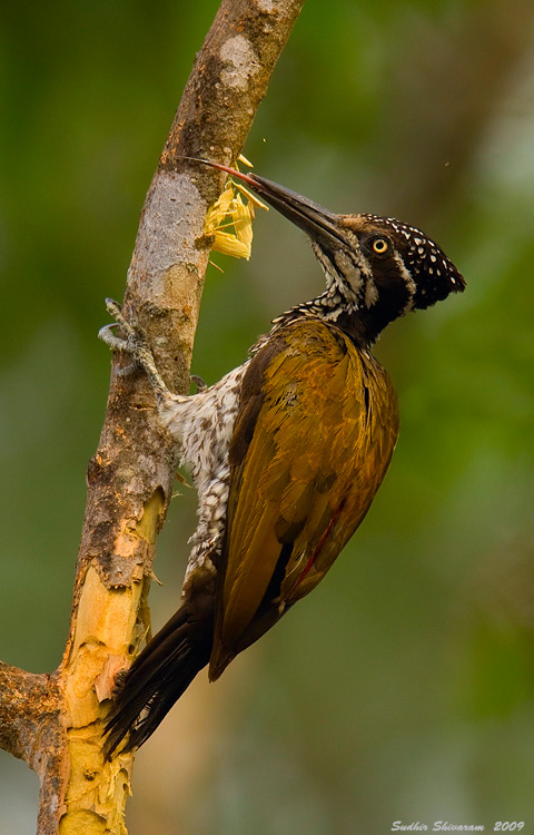 _MG_0087-Greater-Flameback.jpg