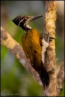 _MG_0117-Greater-Flameback.jpg