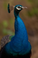 _MG_0184-Indian-Peafowl.jpg