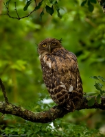 _MG_1321-Brown-Fish-Owl.jpg