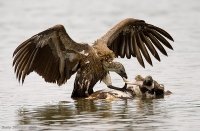 _MG_2053-Long-Billed-Vulture.jpg