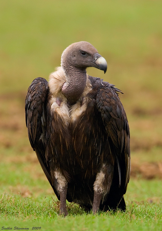 _MG_2055-White-Rumpled-Vulture.jpg