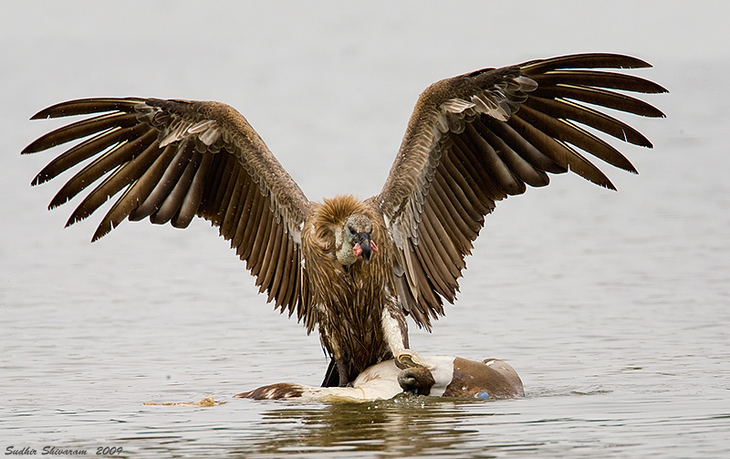 _MG_2063-Long-Billed-Vulture.jpg