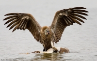 _MG_2063-Long-Billed-Vulture.jpg