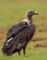 _MG_2077-White-Rumped-Vulture.jpg