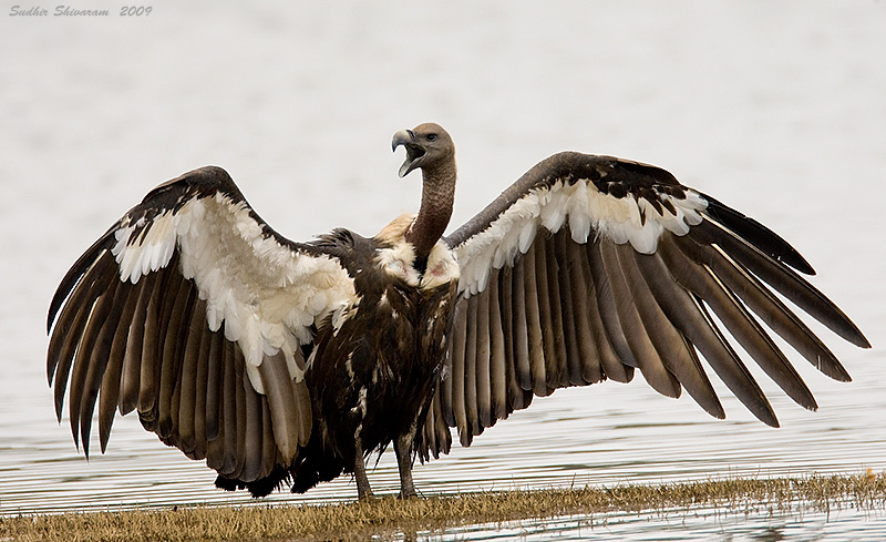 _MG_2083-White-Rumped-Vulture.jpg