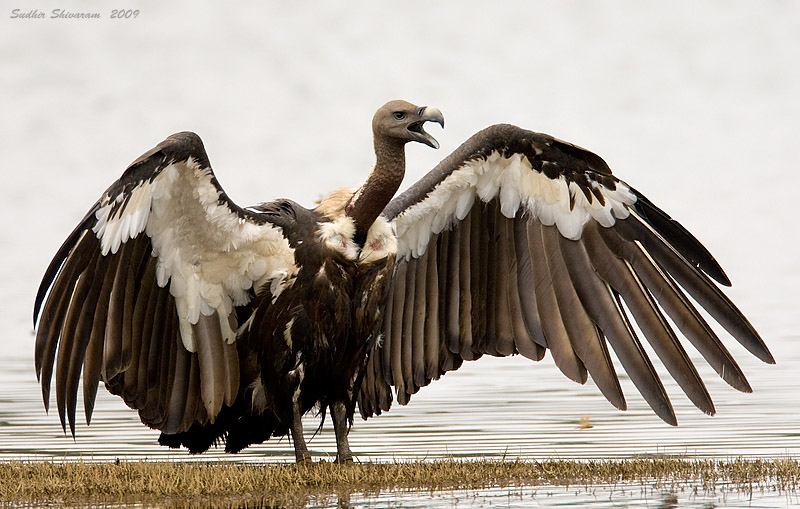 _MG_2085-White-Rumped-Vulture.jpg