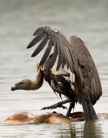 _MG_2106-White-Rumped-Vulture.jpg