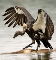 _MG_2110-White-Rumped-Vulture.jpg