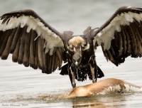 _MG_2112-White-Rumped-Vulture.jpg