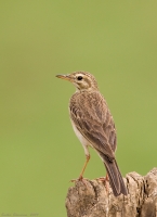 _MG_2139-Paddyfield-Pipit.jpg