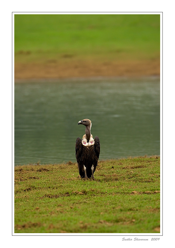 _MG_1998-White-Rumped-Vulture.jpg