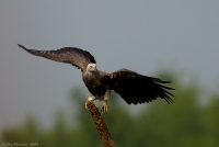 _MG_2558-Fish-Eagle.jpg