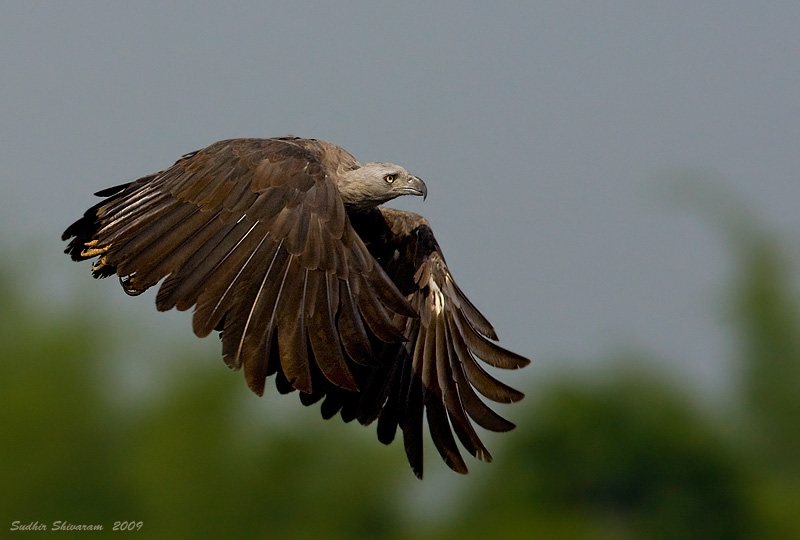 _MG_2564-Fish-Eagle.jpg