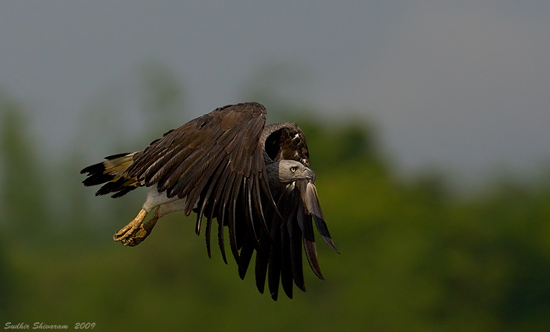 _MG_2567-Fish-Eagle.jpg