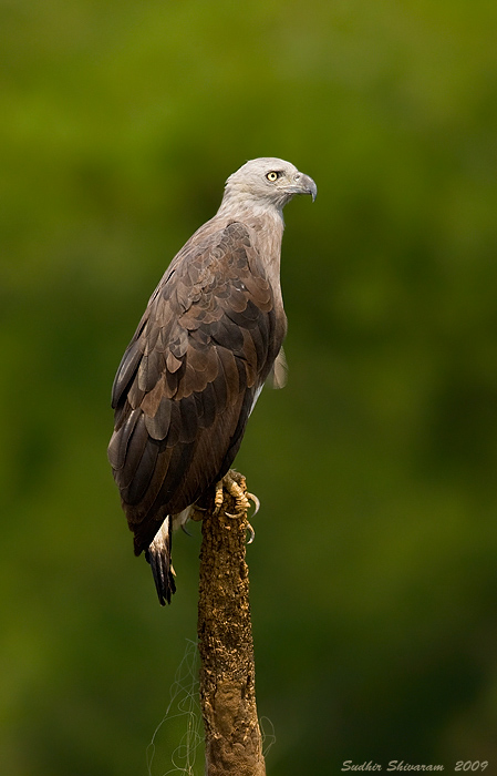 _MG_2625-Grey-Headed-Fish-Eagle.jpg