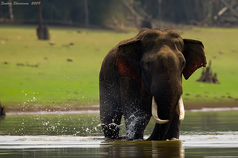 _MG_2730-Elephant.jpg