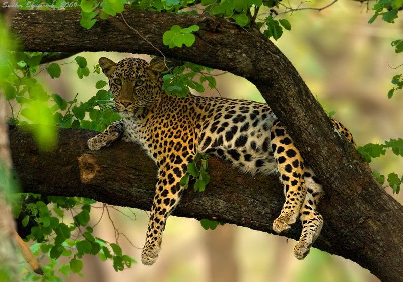 _MG_3062-Leopard.jpg